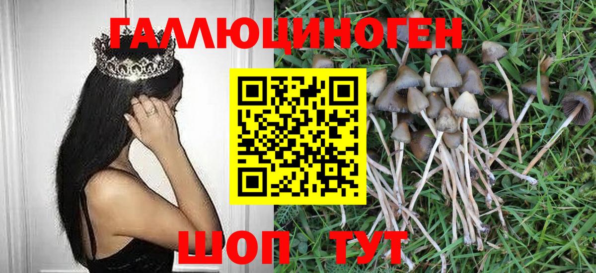 Псилоцибиновые грибы Psilocybe Чистополь